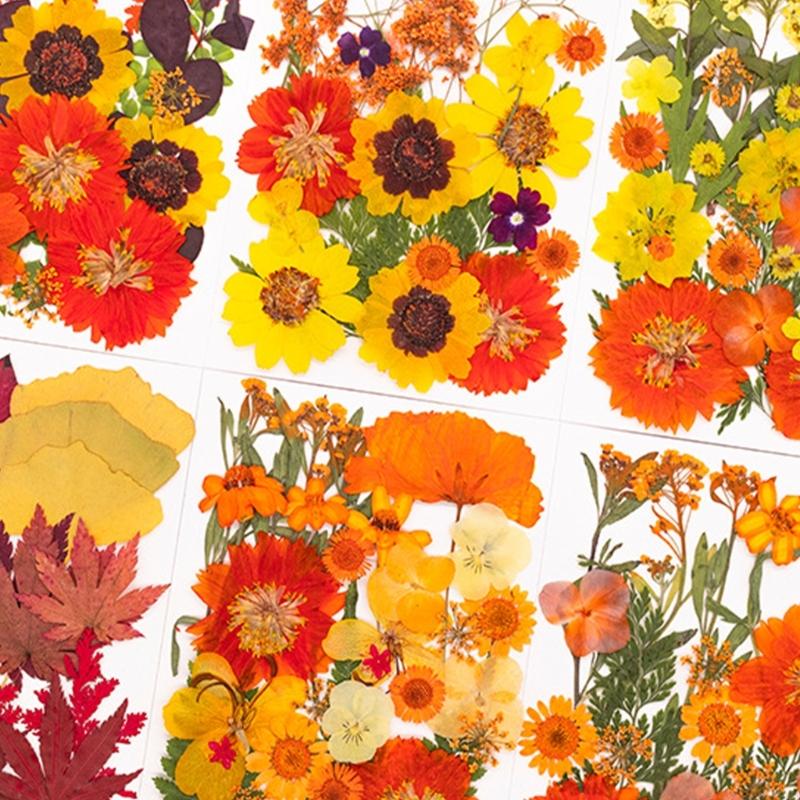Natural Pressed Dried Flower F - Art Craft With Leaves ulasan dan harga