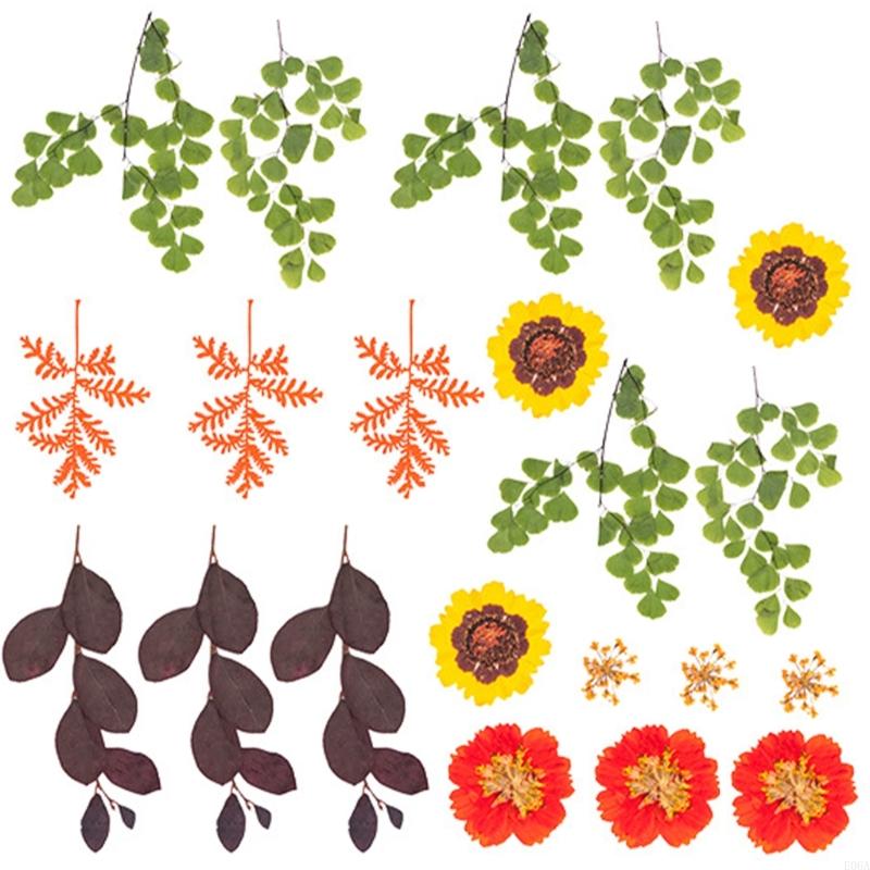 Natural Pressed Dried Flower F - Art Craft With Leaves ulasan dan harga