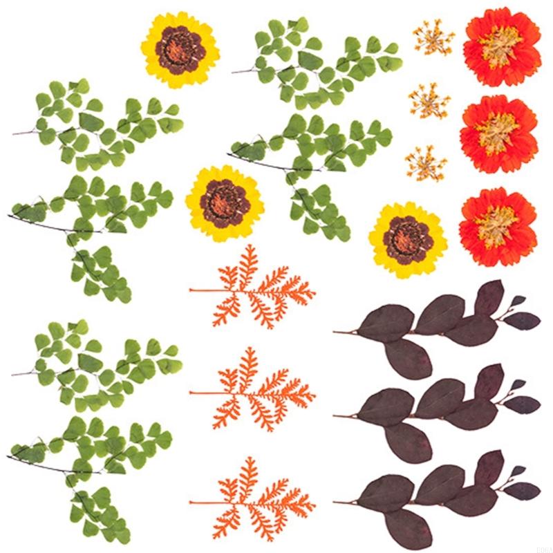 Natural Pressed Dried Flower F - Art Craft With Leaves ulasan dan harga