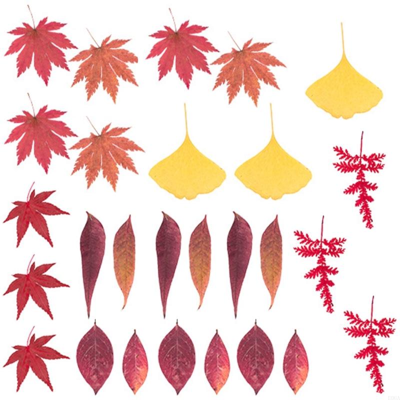 Natural Pressed Dried Flower F - Art Craft With Leaves ulasan dan harga